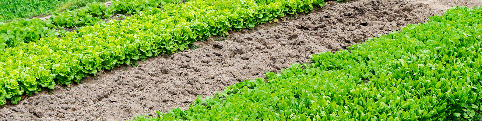 泥炭肥料農(nóng)業(yè)上的應(yīng)用